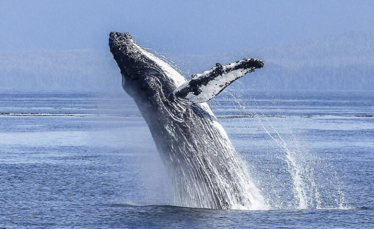 Reducing the risk of whale shipstrikes